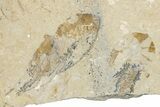 Three Cretaceous Fossil Shrimp - Lebanon #349683-1